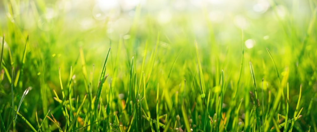 When to Mow the Lawn in the Spring