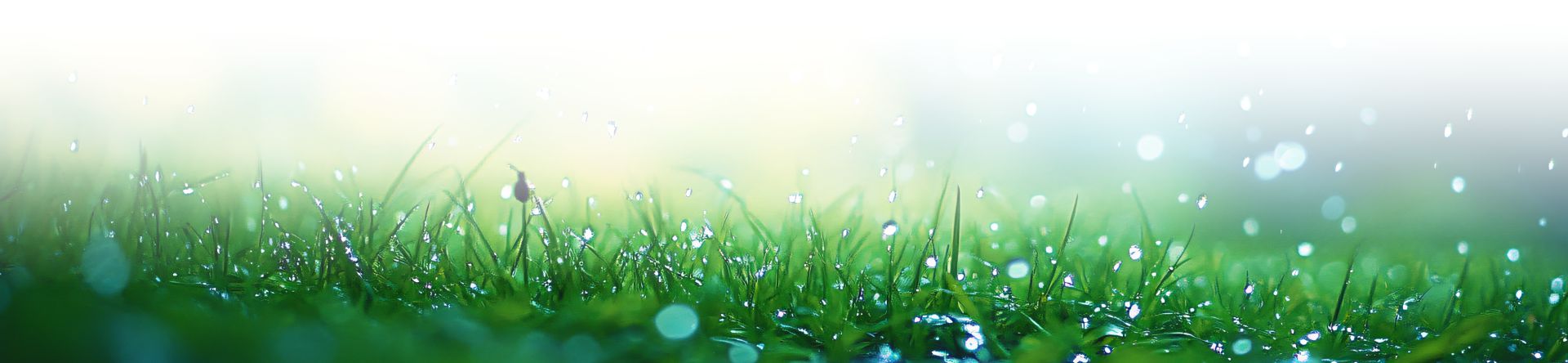 Best time to fertilize lawn before or after rain